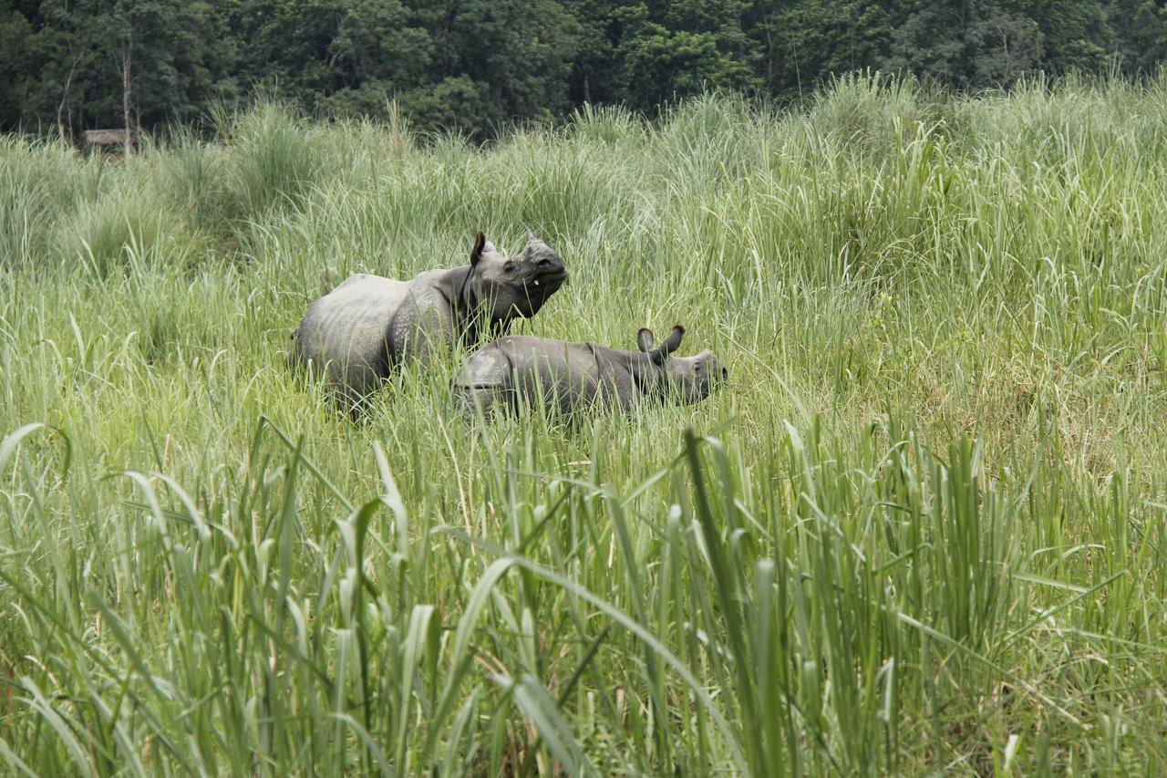 Rhino Land Jungle Lodge Саураха Екстер'єр фото