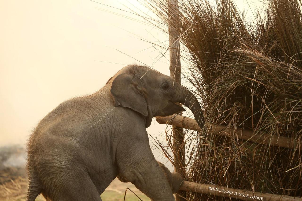 Rhino Land Jungle Lodge Саураха Екстер'єр фото