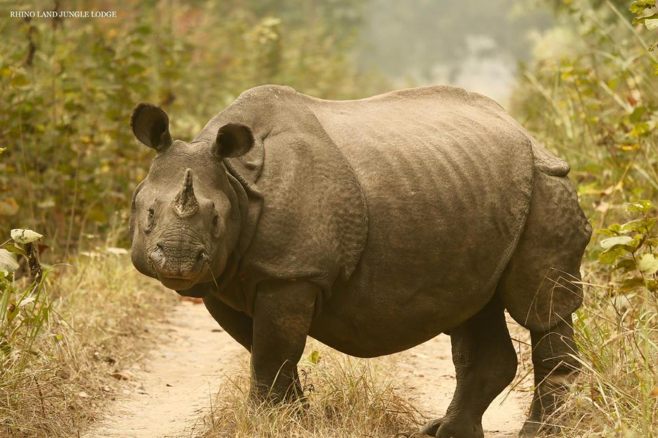 Rhino Land Jungle Lodge Саураха Екстер'єр фото